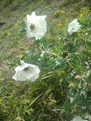 Argemone platyceras