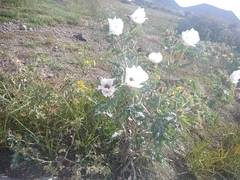 Argemone platyceras