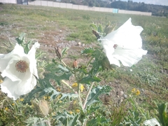 Argemone platyceras