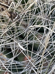 Hamatocactus hamatacanthus