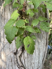 Toxicodendron pubescens