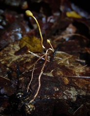 Ophiocordyceps sphecocephala