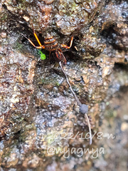 Ophiocordyceps