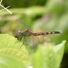 Erythrodiplax umbrata
