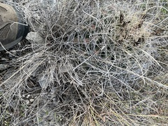 Hamatocactus hamatacanthus