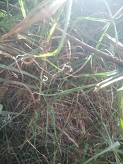 Neoscona orizabensis