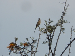 Ptiliogonys cinereus