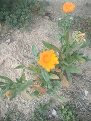 Calendula