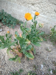 Calendula