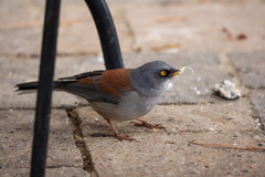 Junco phaeonotus