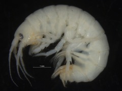 Gammarus setosus