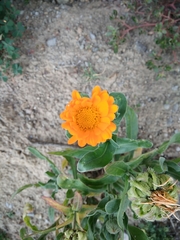 Calendula