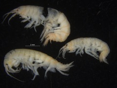 Gammarus setosus