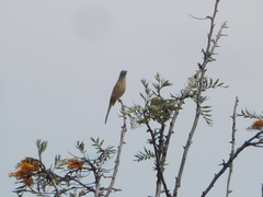 Ptiliogonys cinereus