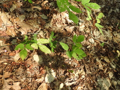 Hylodesmum