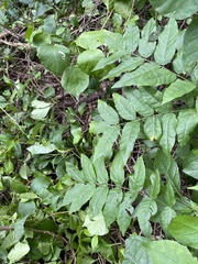 Wisteria sinensis