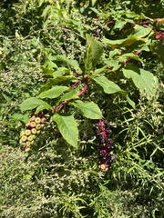 Phytolacca americana