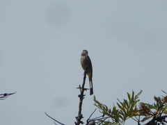 Ptiliogonys cinereus