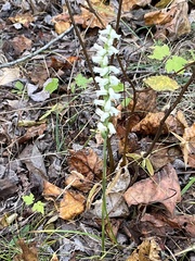 Spiranthes cernua
