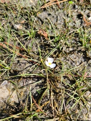Sagittaria isoetiformis