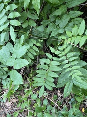 Wisteria sinensis