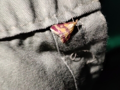 Pyrausta sanguinalis