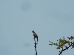 Ptiliogonys cinereus