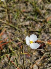 Sagittaria isoetiformis