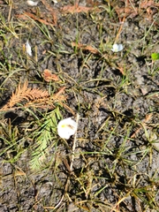 Sagittaria isoetiformis