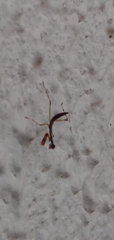 Parastagmatoptera