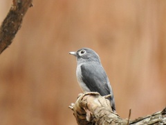 Melaenornis fischeri