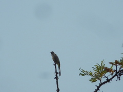 Ptiliogonys cinereus