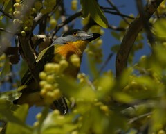 Malaconotus blanchoti