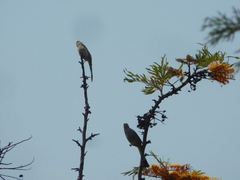 Ptiliogonys cinereus