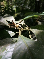 Carpotroche platyptera