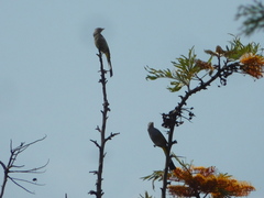 Ptiliogonys cinereus