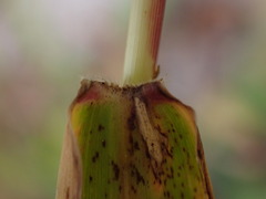 Setaria verticillata