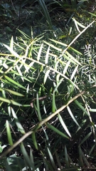 Podocarpus