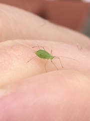 Macrosiphum