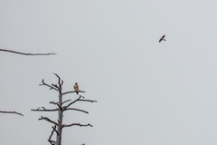Accipiter