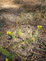 Chrysopsis gossypina