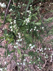 Parthenium