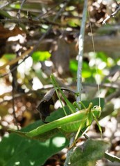 Insara elegans