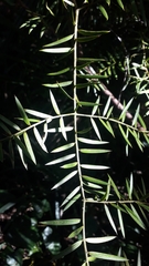 Podocarpus