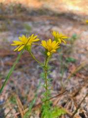 Chrysopsis gossypina