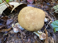 Hypomyces