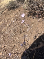 Stephanomeria virgata
