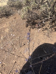 Stephanomeria virgata