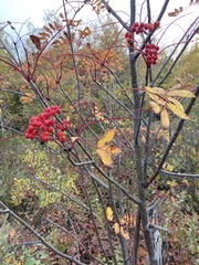 Sorbus