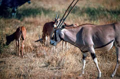Oryx beisa